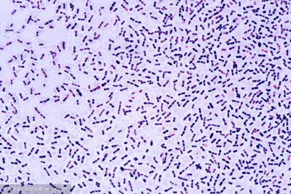 不是吓唬你，肺炎球菌真的很恐怖！